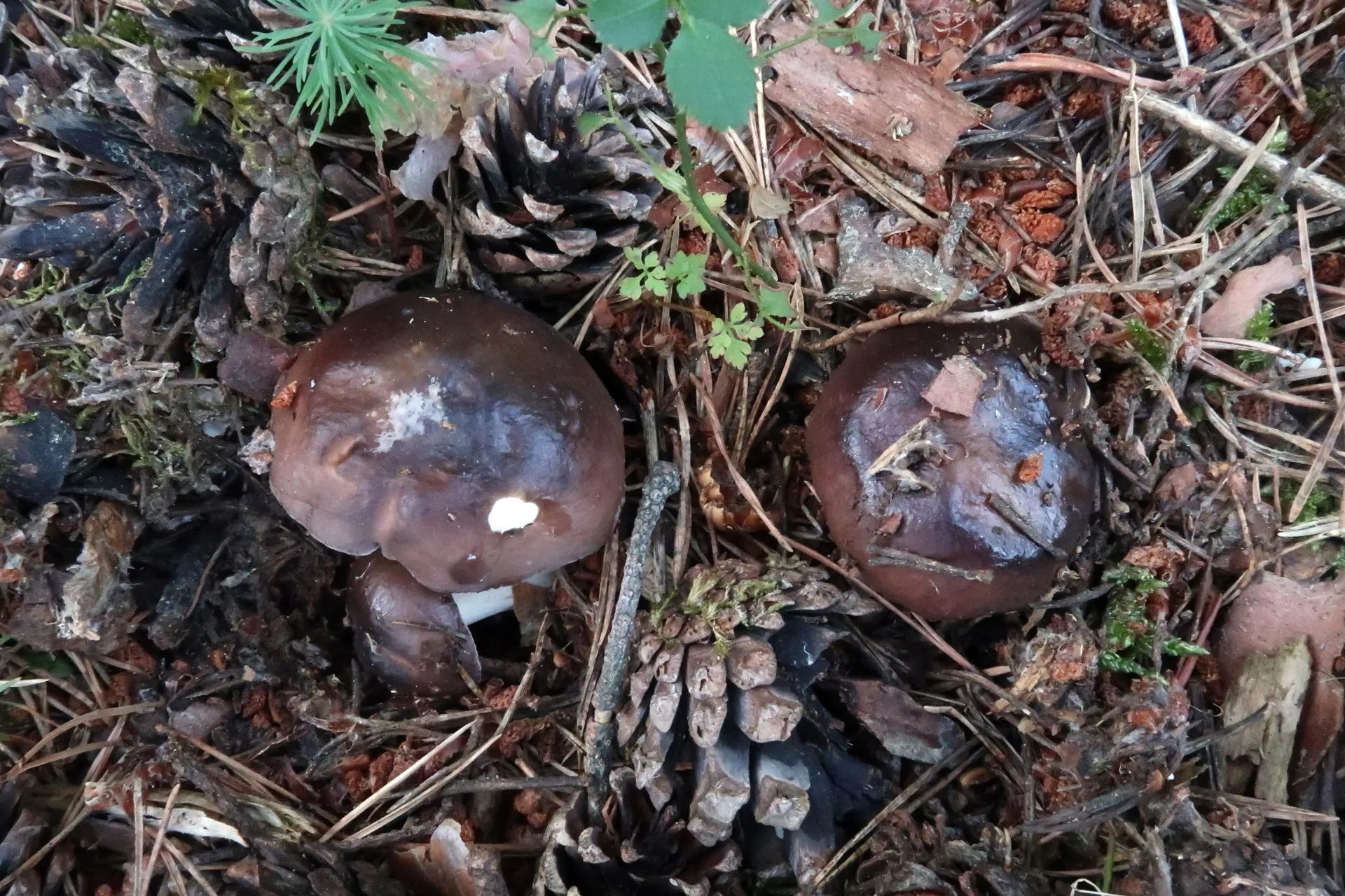 Russula transiens - 1 - IMG_3556